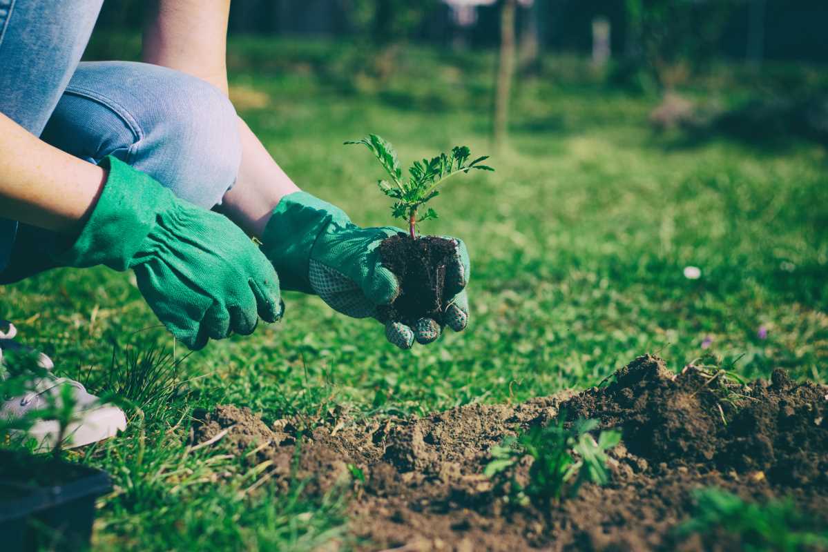 Top DIY Solutions for Testing and Improving Garden Soil Health