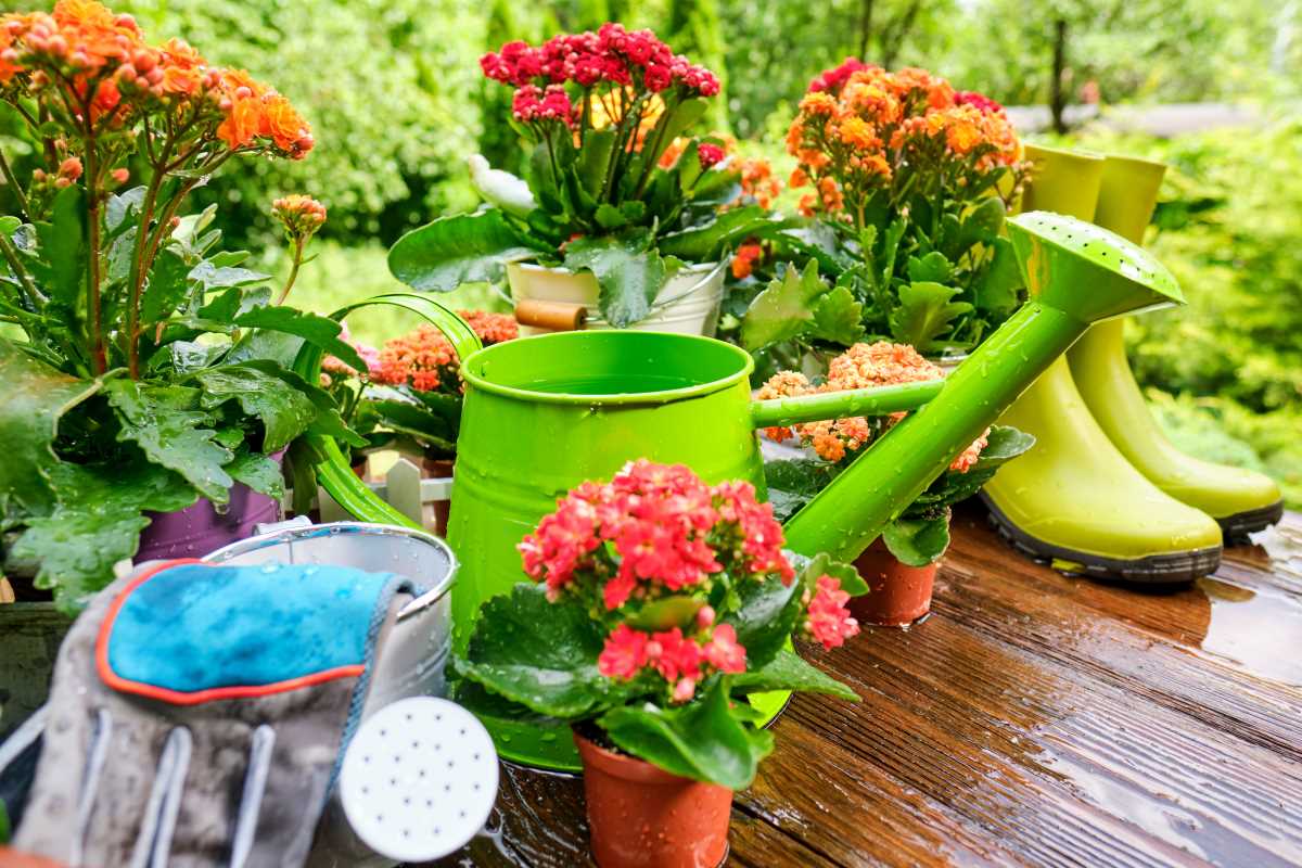 Everything You Need to Jumpstart Outdoor Projects with the Right Kits, Seeds, and Tools