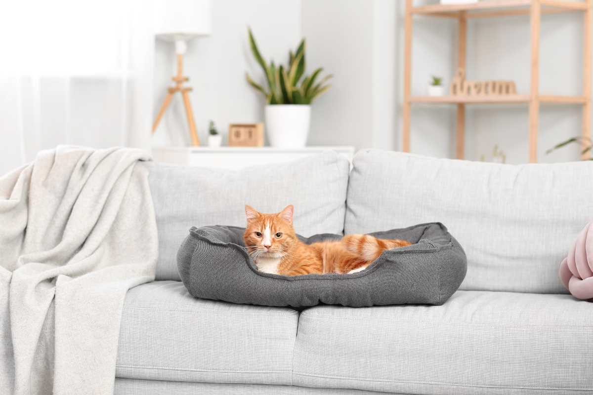Tips for Setting Up a Pet-Safe Space Without Sacrificing Style