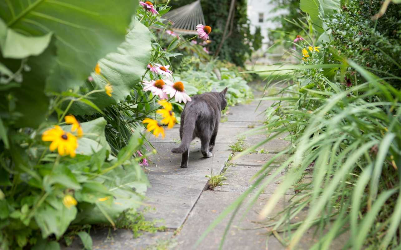 5 Beautiful and Pet-Friendly Garden Plants