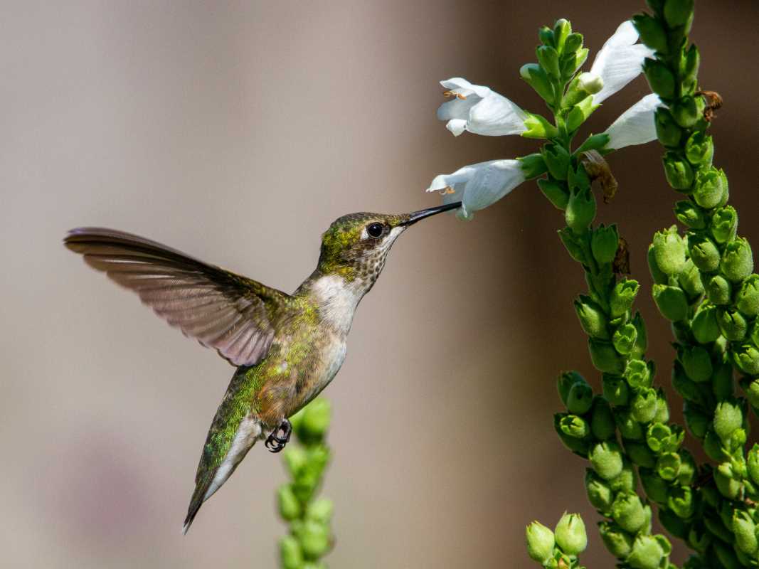 Colorful Flower Beds That Attract Hummingbirds Without Inviting Pests