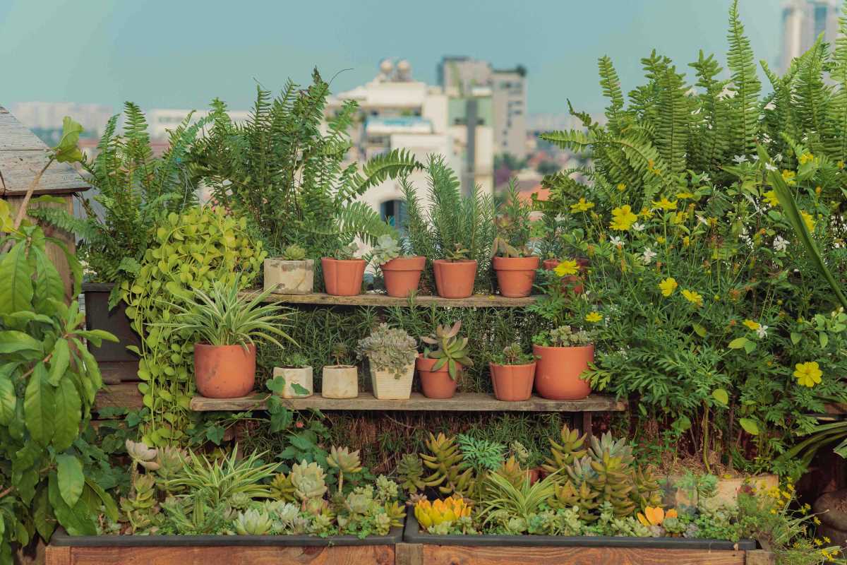 What to Look for When Shopping Plant Starts at Local Markets Versus Big Box Stores