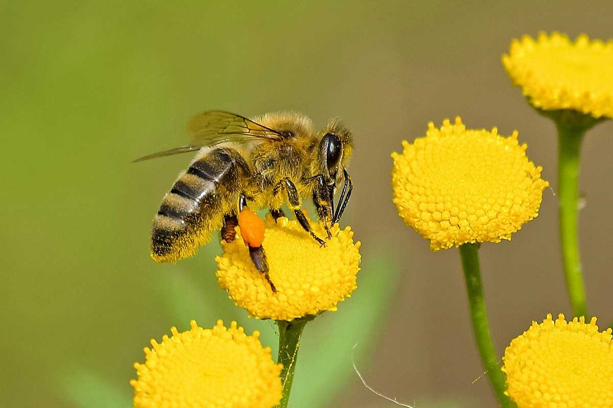 5 Pro Tips for Building a Flower Bed That Attracts Bees and Butterflies