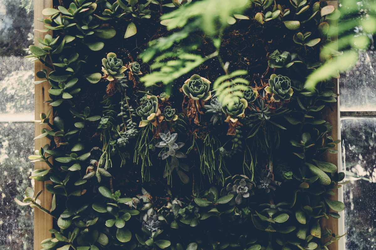 Indoor Succulent Walls Low-Maintenance Green Decor to Brighten Any Room