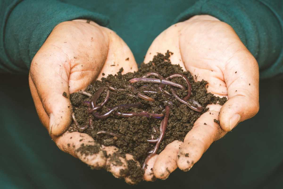 Vermicomposting at Home Starting Your First Worm Bin to Recycle Kitchen Waste